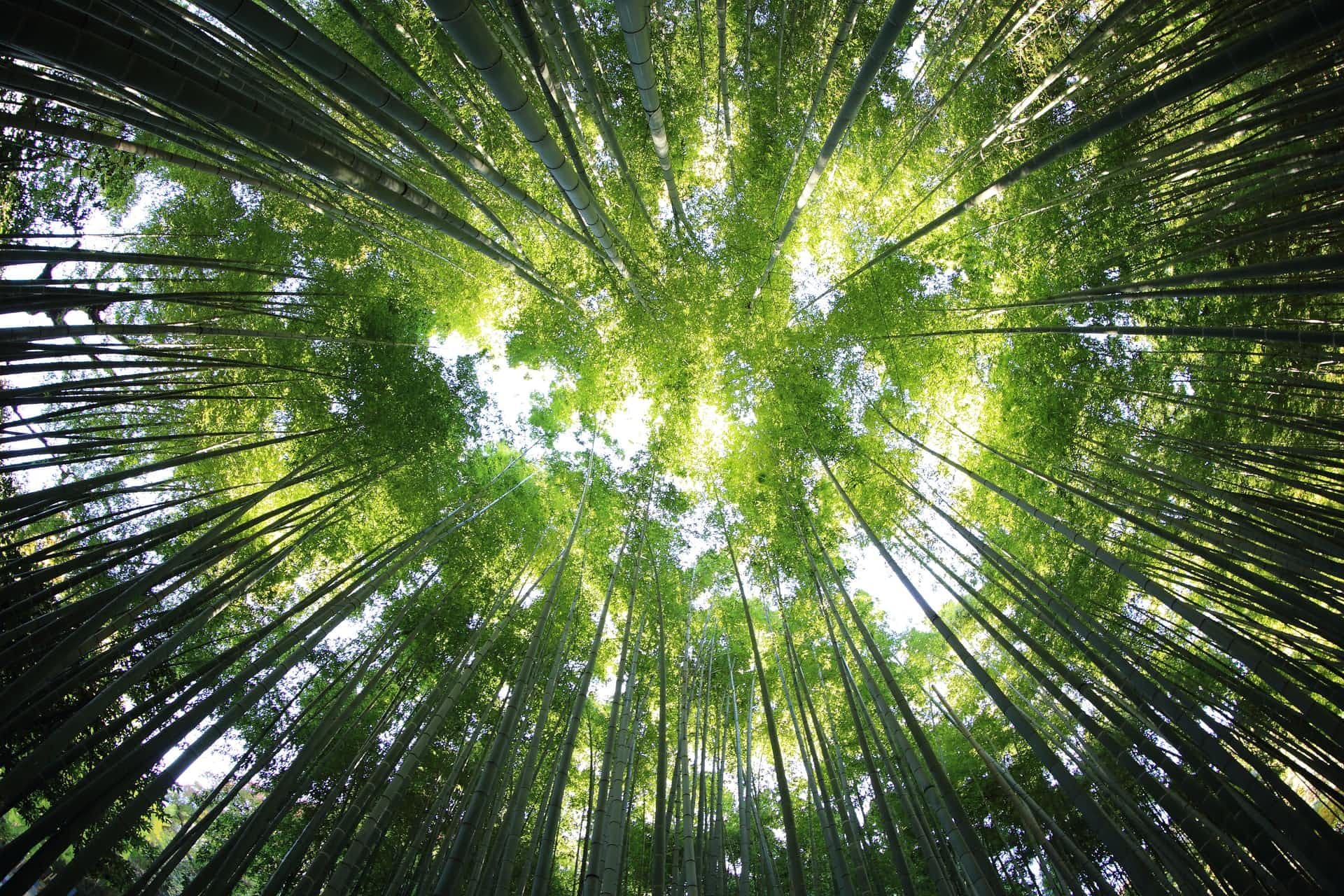 Forêt de bambous vue depuis le sol